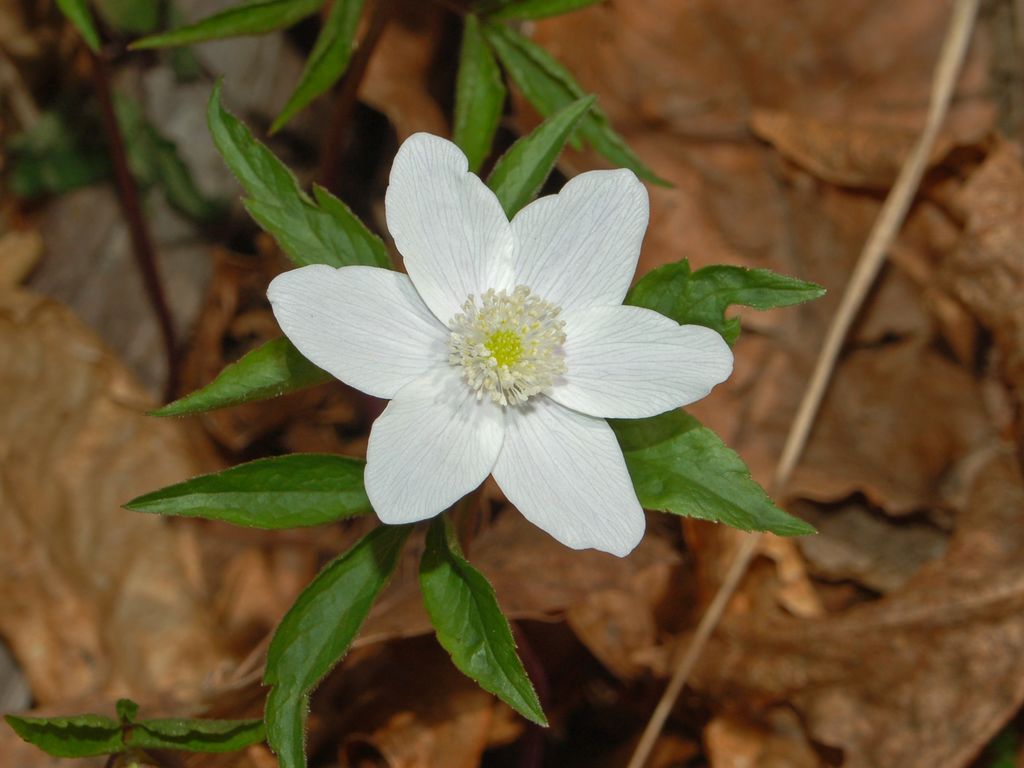 Anemone trifolia
